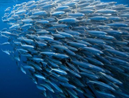 不易有農(nóng)藥殘留6種海鮮放心吃 不易有農(nóng)藥殘留6種海鮮放心吃