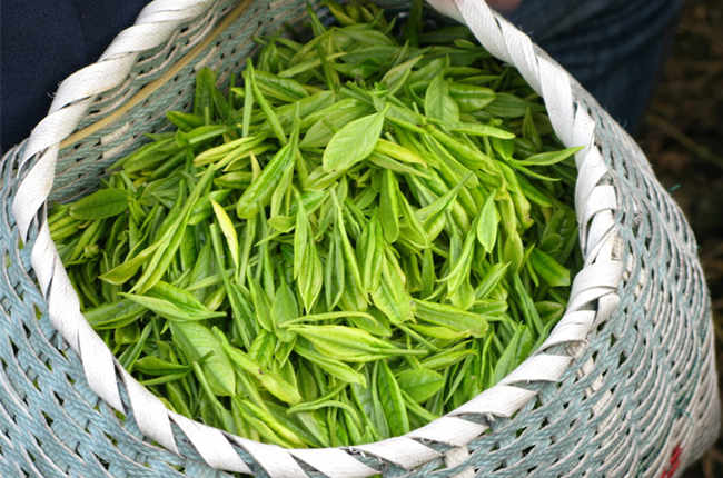 茶葉農藥殘留檢測 茶葉農藥殘留檢測