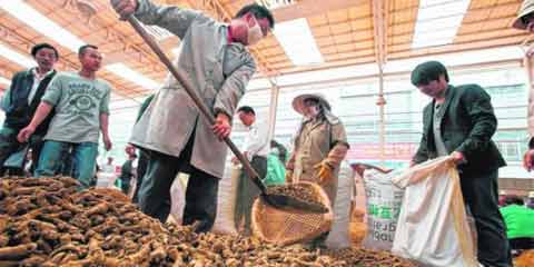 三七農(nóng)藥殘留 三七農(nóng)藥殘留